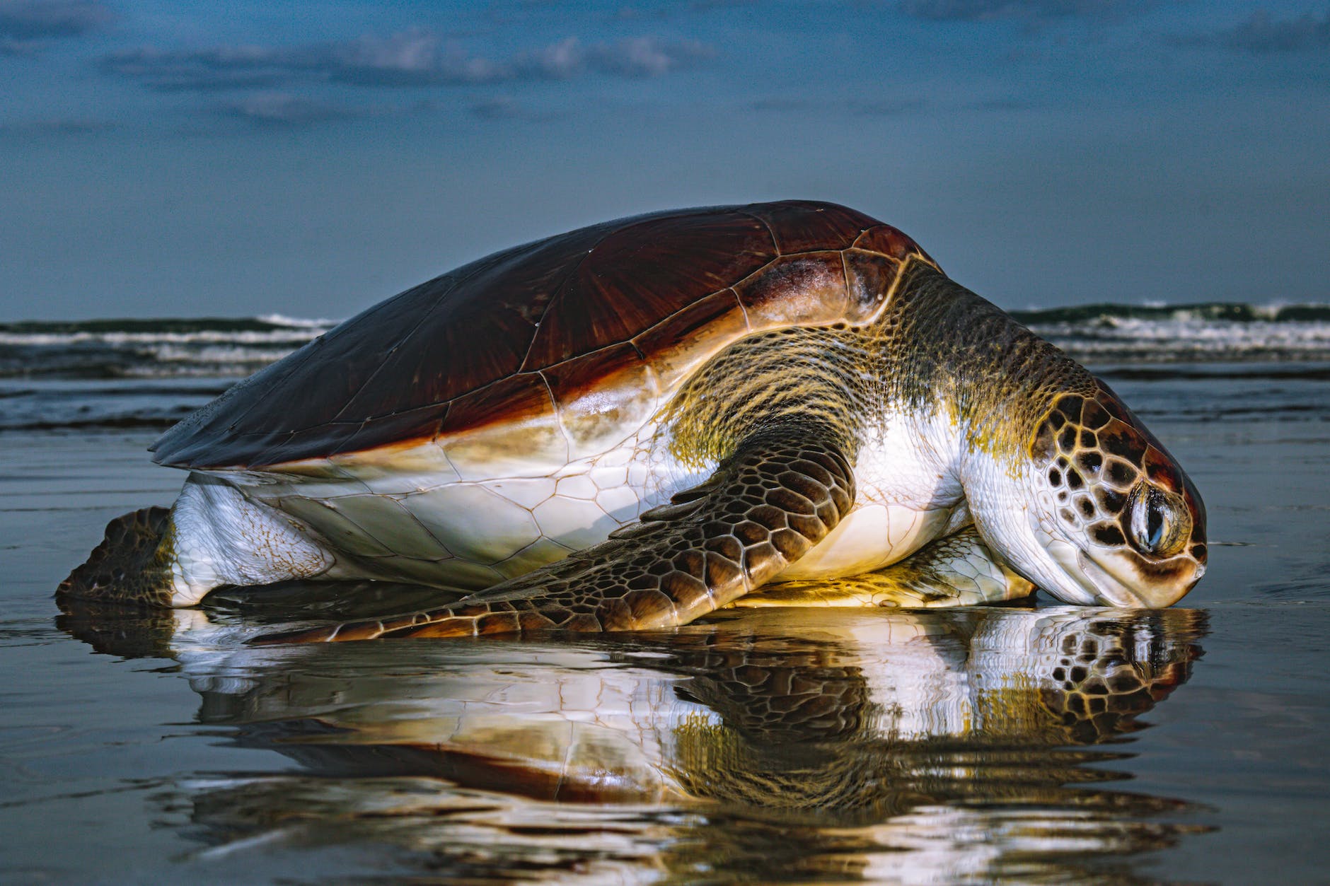 a turtle is resting on the beach with its head in the water
